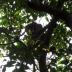 Noosa_Koala in the Wild